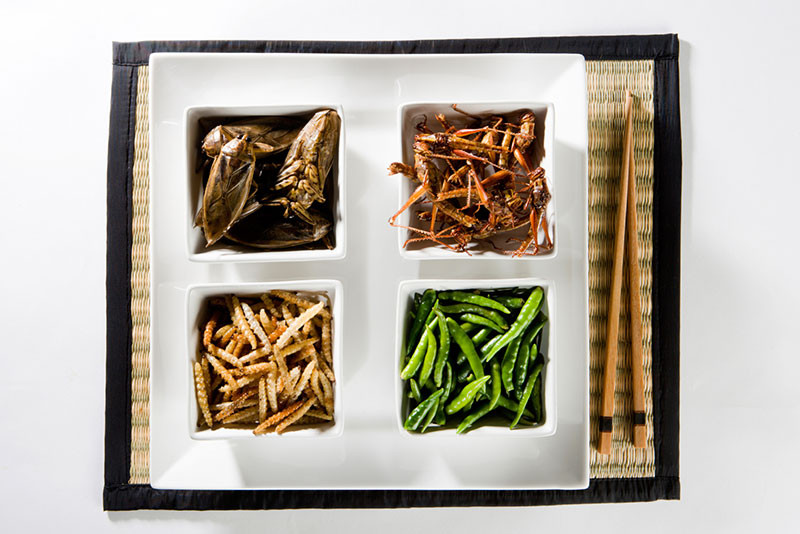 Insecten als voeding, mag dat?