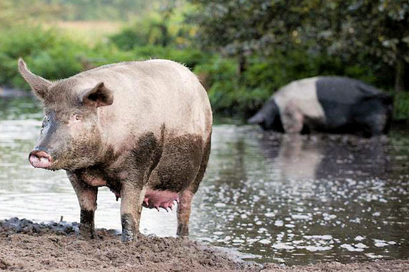 Biologisch vlees