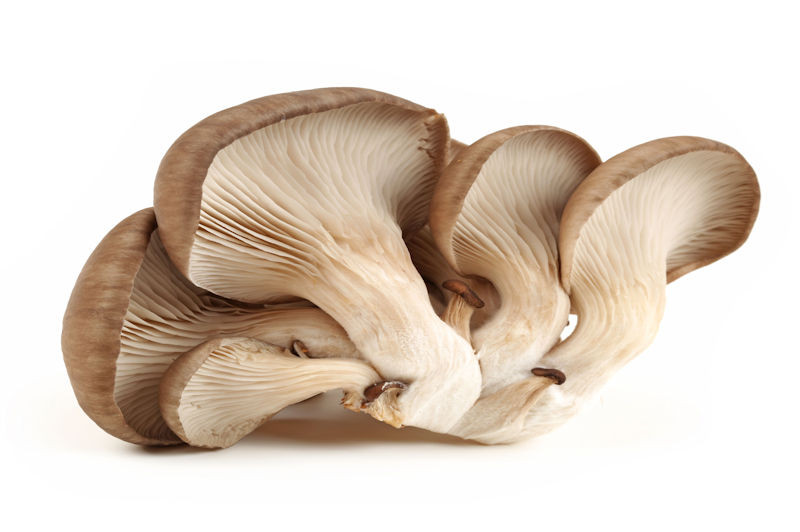 Paddenstoelen