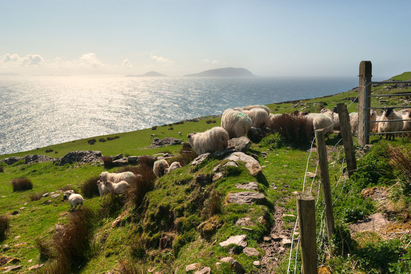 Ierland