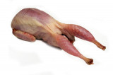 Kwartel