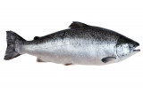 Zalm