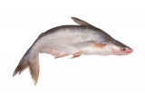 Pangasius