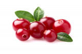 Cranberry