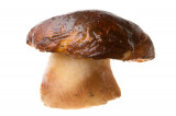 Eekhoorntjesbrood