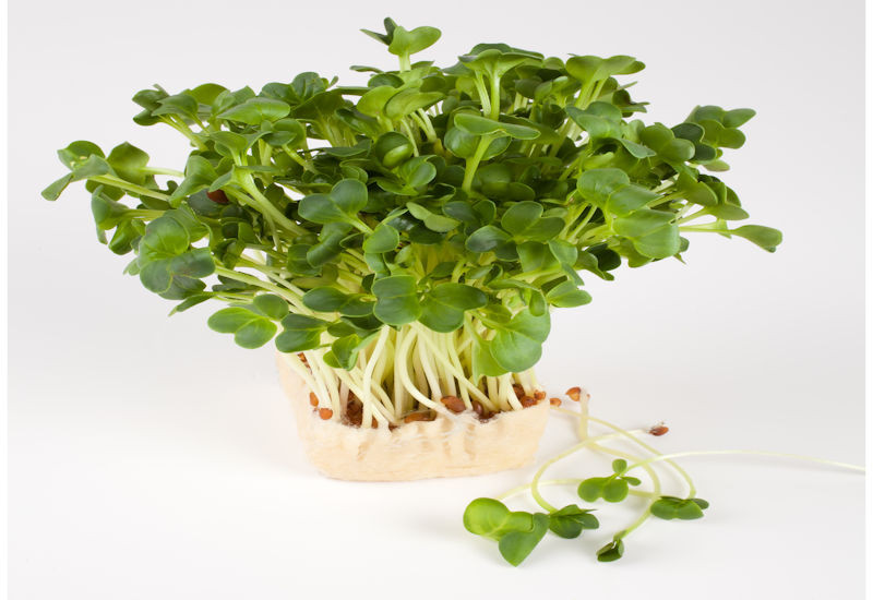 Daikon Cress