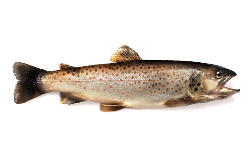 Forel