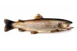 Forel