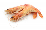 Gamba
