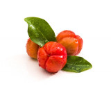 Acerola