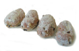 Ossenbroodjes