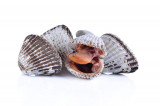Kokkel