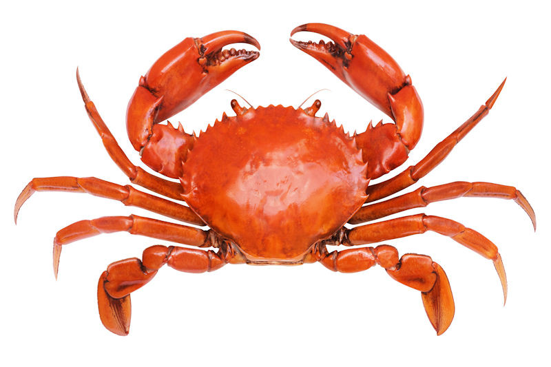 Krab