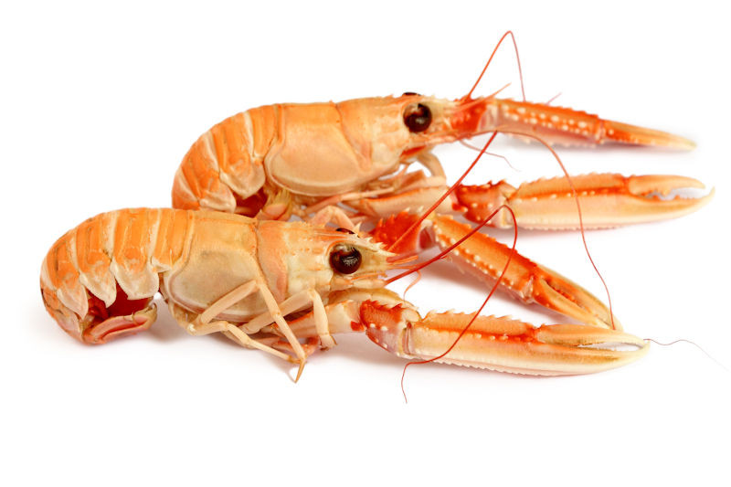 Langoustine