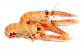 Langoustine