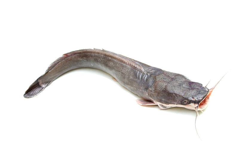 Meerval