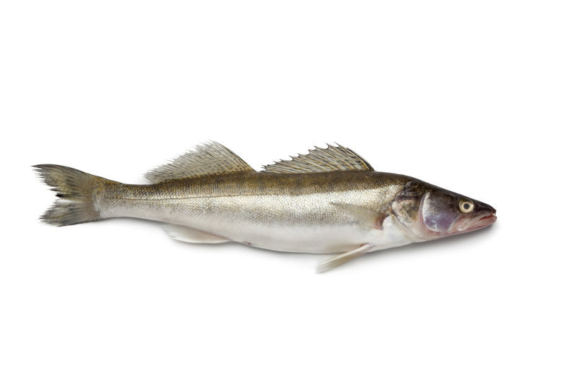 Snoekbaars