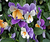 Bloemen
